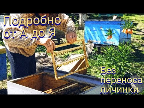 Выводим маток от А до Я простой способ без переноса личинок стартер и воспитательница в одной семье