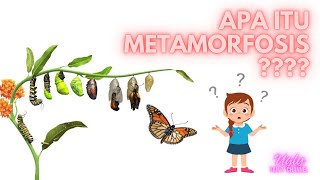 APA ITU METAMORFOSIS  