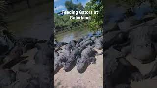 Feeding Gators at Gatorland #thingstodoinflorida #orlando #orlandoattractions #gatorland #gators