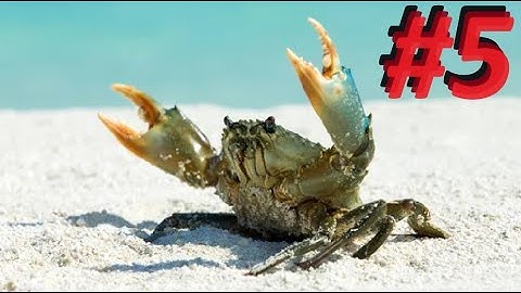 Crab-Com (Phoenix Point) Episode 5