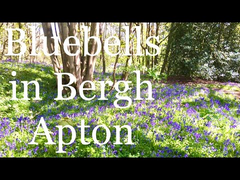 Bluebell spotting in Bergh Apton woods