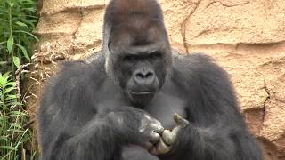 シャバーニ家族 544 Shabani family gorilla