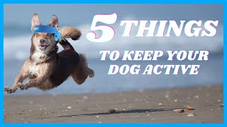 5 Tips to Keep Your Dog Fit & Happy 🐶