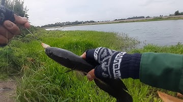 Câu Cá Lóc Bằng Nháy Hơi F35 Chuyên Trị Cá Bú Bình. Trần Tài Vlog