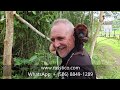 Остров Обезьян - рай для приматов в Перуанской Амазонии. Туры в Перу с Russ-Tico Travel LatinAmerica