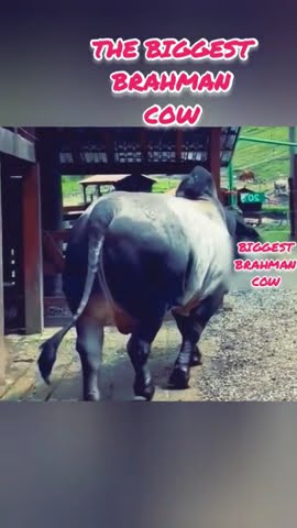 sapi Brahman terbesar #sapibrahman #brahmancows #sapiviral