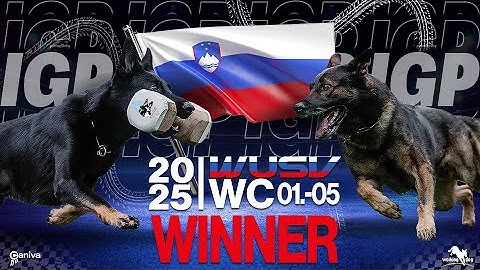 Winner / WUSV WC / Natalie Finke / Imzedrifts Liit / working-dog