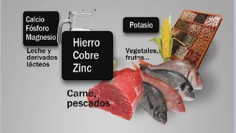 ¿Qué 7 minerales necesita el cuerpo?