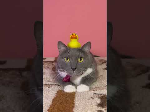 Урок ОБЖ