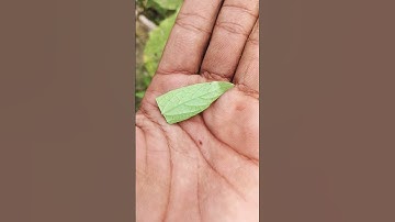 🪲It is the Smaller shiny jewel beetle: part #shorts #like#skills