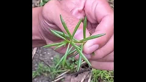 PERFORMANCE TASK 2: MY VLOG: PATTERNS IN NATURE.