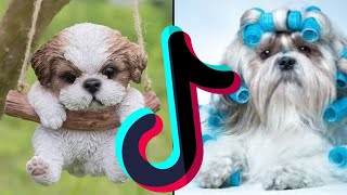 Cute & Funny Shih Tzu Try Not To Hold Laughter Compilation - Dogs & Puppies Of TikTok Mashup Videos by Boop Boop 18 views 2 years ago 9 minutes, 25 seconds