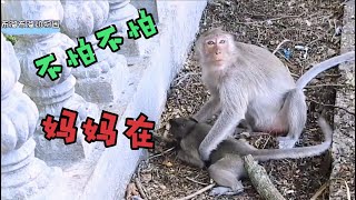 小猴子意外从树上摔落，母猴子抱起它眼神令人心碎