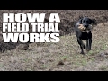 How a field trial works