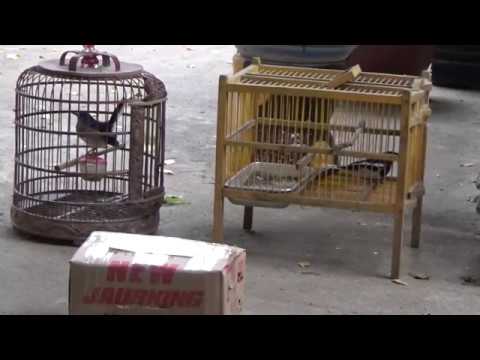 Cách Nuôi Chòe Than Bổi Mới Bẫy Rành Cho Ae Mới Chơi.