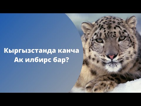 Video: Вегетарианчылардын саны көбөйдүбү?