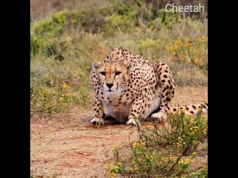 Cheetah attitude status | cheetah attitude 💥 #shorts #ytshorts #viral