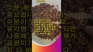 #꽃차사랑방#표고버섯차#표고버섯효능#버섯차만들기#Shorts