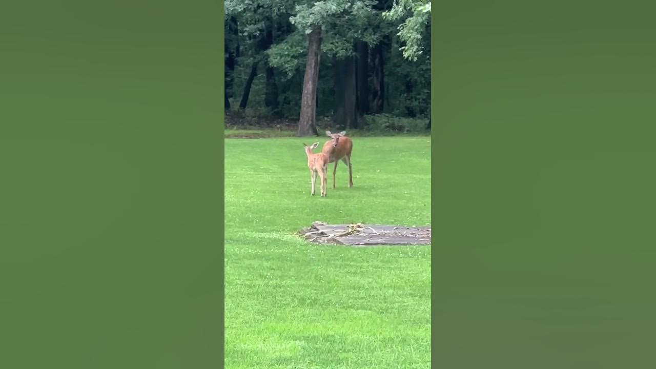 Deer has the zoomies and plays in a mud puddle after a thunderstorm. 🤣 YouTube