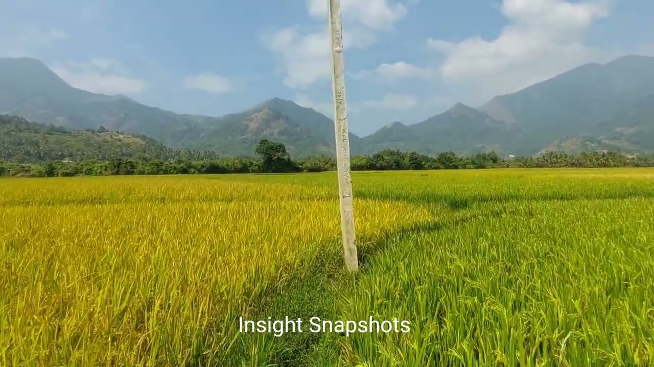 Mekkarai Paddy Field  മെക്കരൈ നെൽവയൽ