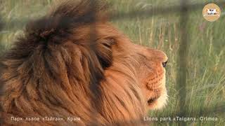 Красавчик Олежка. Тайган | Handsome lion Olezhka. Taigan