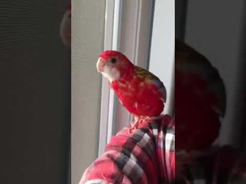 Rosella parrot (male or female)