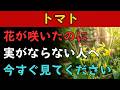 【トマト】花が咲いたのに実がならない人へ。今すぐやるべき6つの作業と、知らないと損をするある落とし穴。2026年版。