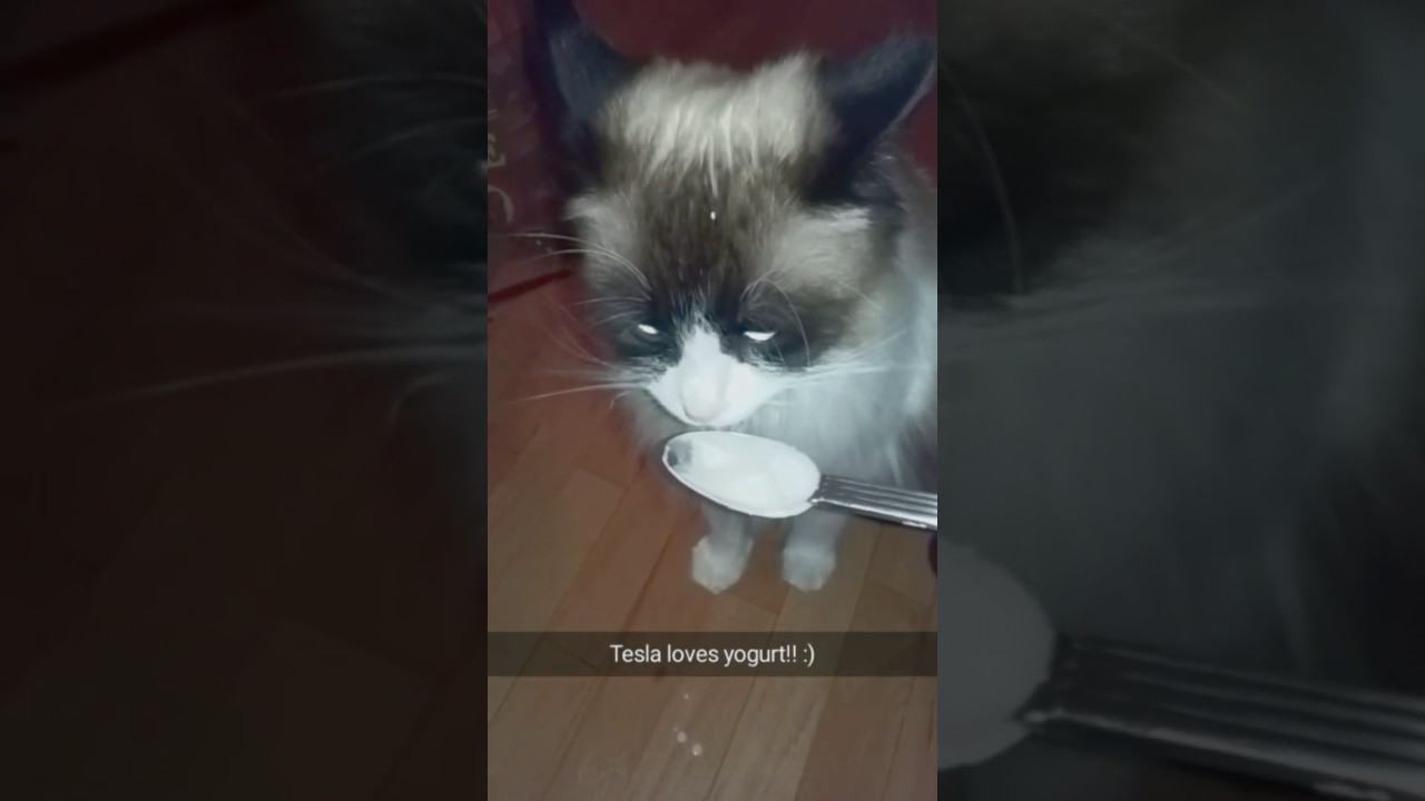 kong naturals cat scratcher