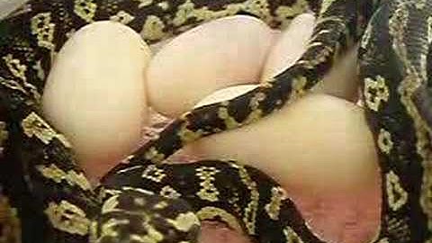 Jungle Python laying egg no.4