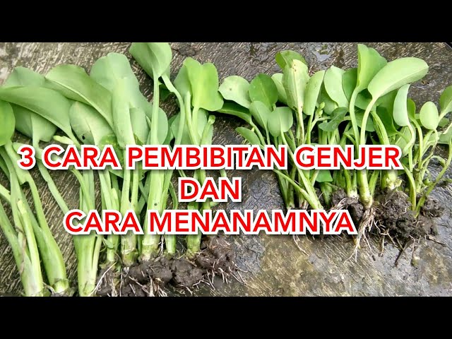 3 CARA MUDAH PEMBIBITAN GENJER DAN CARA PENANAMANNYA class=