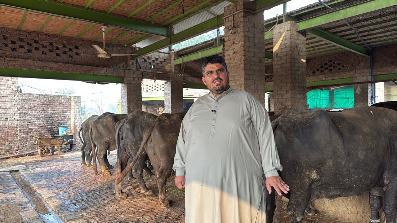 Beautiful High Milking Buffaloes || Salman Wahla Dairy Farm || Pak Buffalo Tv 