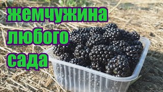 Ежевика Небеса Могут Подождать - сорт для всех, дачников и профессионалов