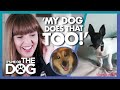 Victoria surprised to see viewers dog behaving like her own  its me or the dog