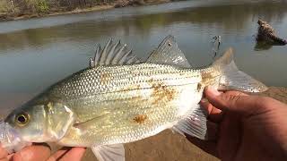 White Bass Fishing At Spring River!