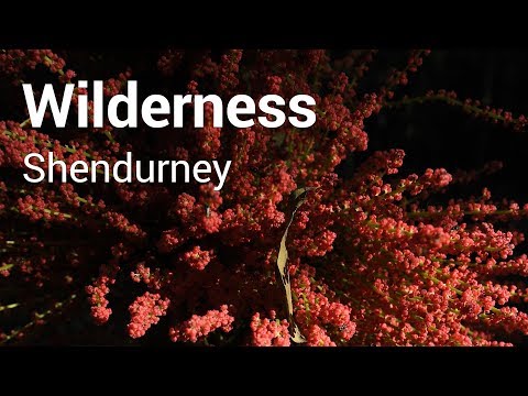 Explore the wilderness of Shendurney Forests