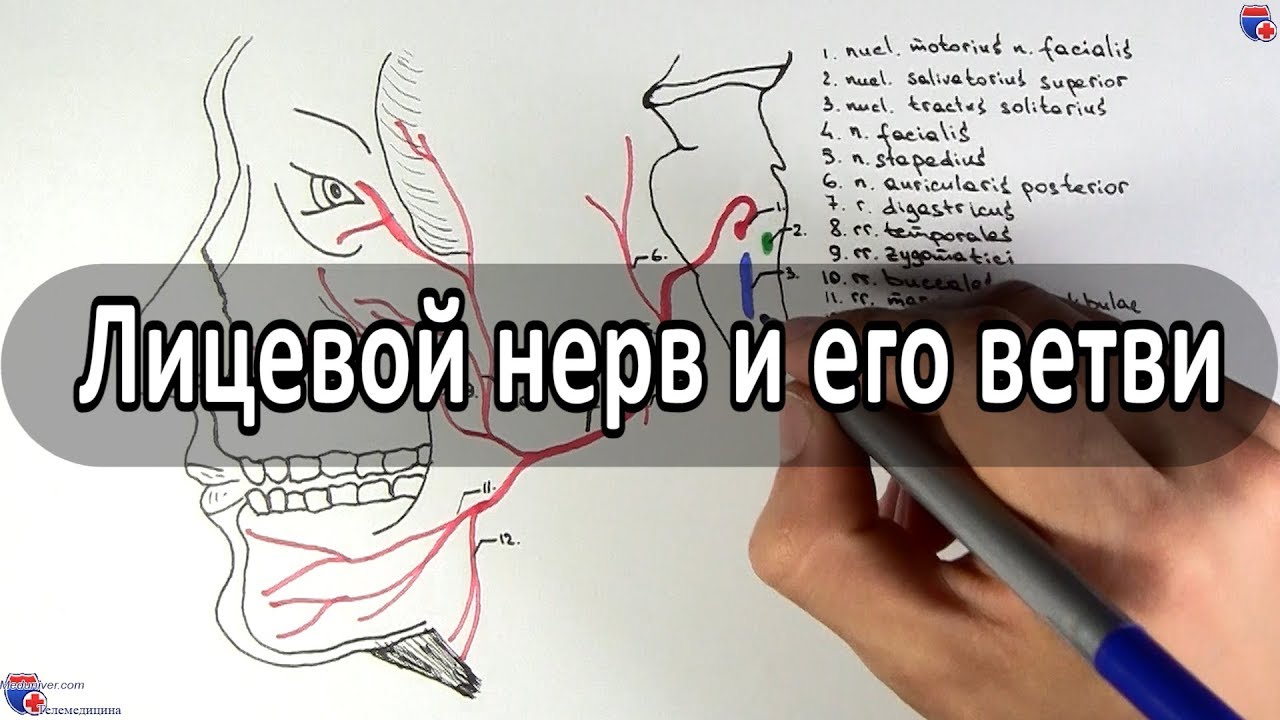 Наружная сонная артерия и ее ветви - meduniver.com