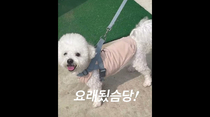 안입는 옷으로 강아지옷 만들기 #리사이클링 #업사이클링 #리폼
