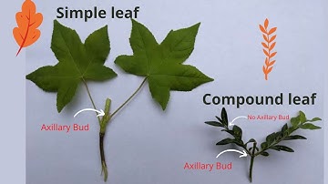 Compound and Simple Leaves