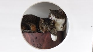 We can see Maru&Hana in the same bed through the hole.