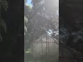 A New way to cut a Tree