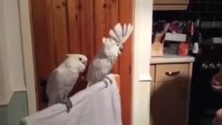 СМЕШНОЕ ВИДЕО ПРО ПОПУГАЕВ/ ДОСМОТРЕТЬ ДО КОНЦА СМЕШНОЕ ВИДЕО ПРО ПОПУГАЕВ/ ДОСМОТРЕТЬ ДО КОНЦА