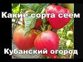 Посадка томатов на Кубани. 1 волна - в феврале
