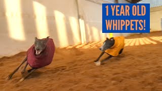 Whippets at 1 Year Old