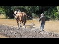 Horse plowing admire the long and straight plow furrows