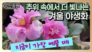 Download Lagu ❄️추위 속에서 더 빛나는 겨울 야생화｜지금 심기 딱 좋은 대표꽃 모음 MP3