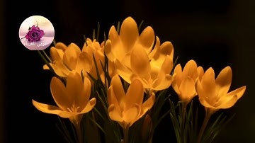 سورة الروم بصوت عبد رحمن مسعد