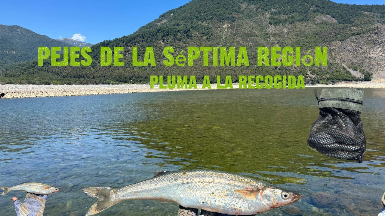 Cómo pescar  Pejerrey con pluma a la recogida