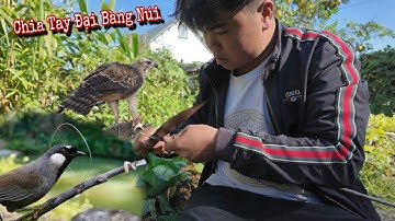 Quả Bẫy Dính Chim Mới Lạ Và Gà Rừng Rặc Tơ Đã Đẻ | Dân Tộc Tây Bắc Tv