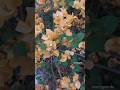 bougenville flower #bougainvillea #beautifulflower #lovelyflower #lovingplanta #viral #shorts
