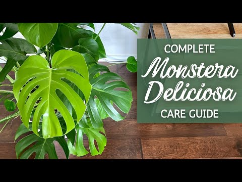 Vídeo: Monstera Plant Care - Quando e como replantar uma planta de queijo suíço